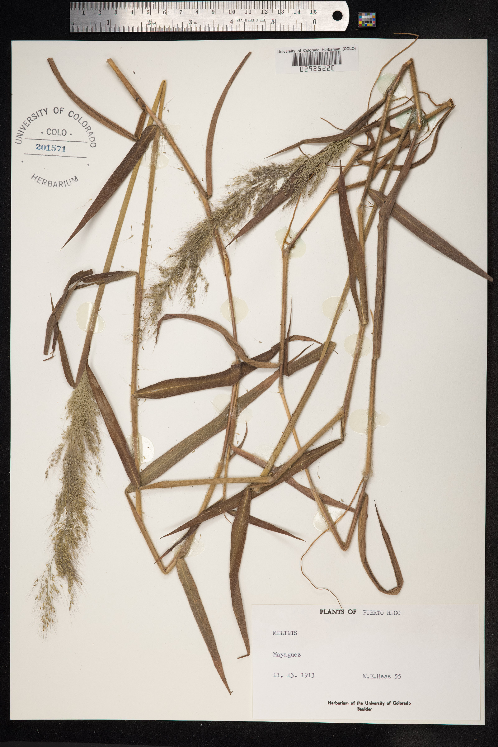 Melinis minutiflora image