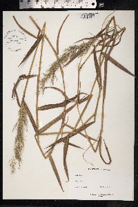 Image of Muhlenbergia brasiliensis