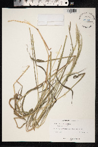 Melinis minutiflora image