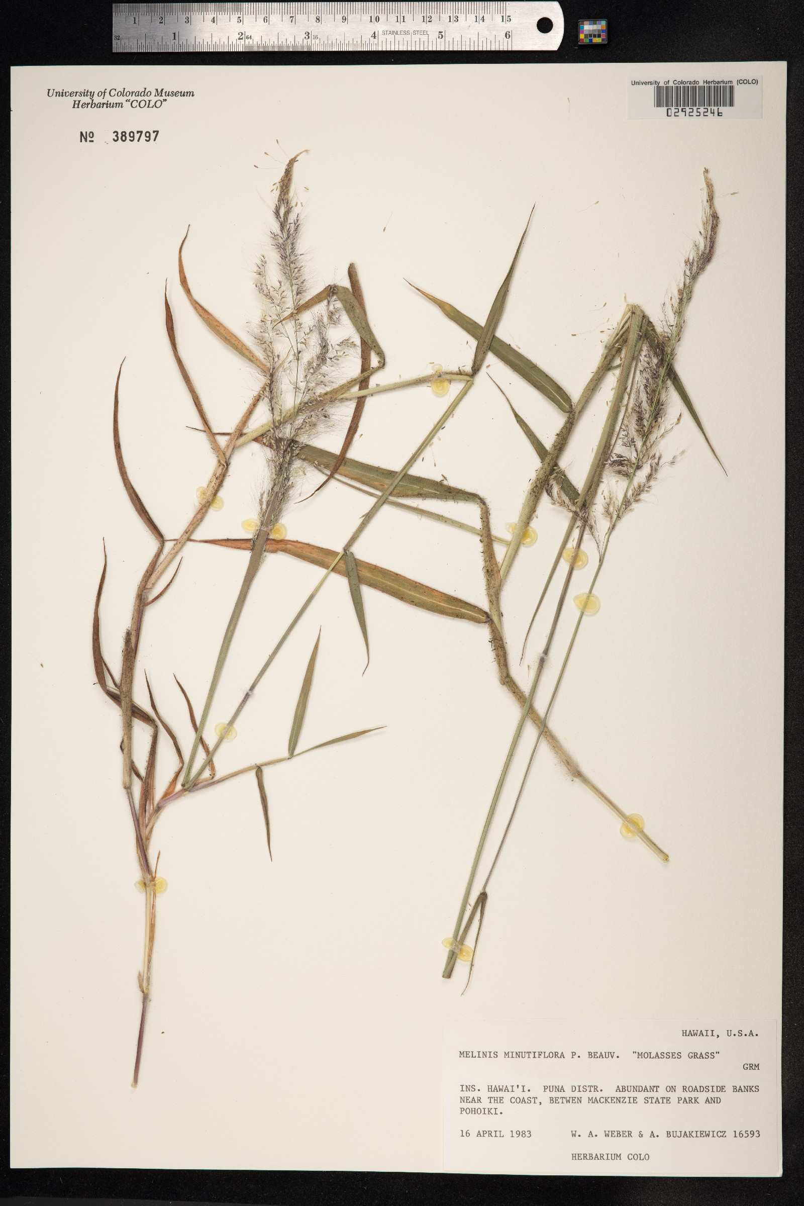 Melinis minutiflora image