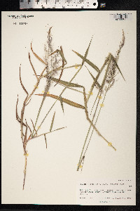 Melinis minutiflora image