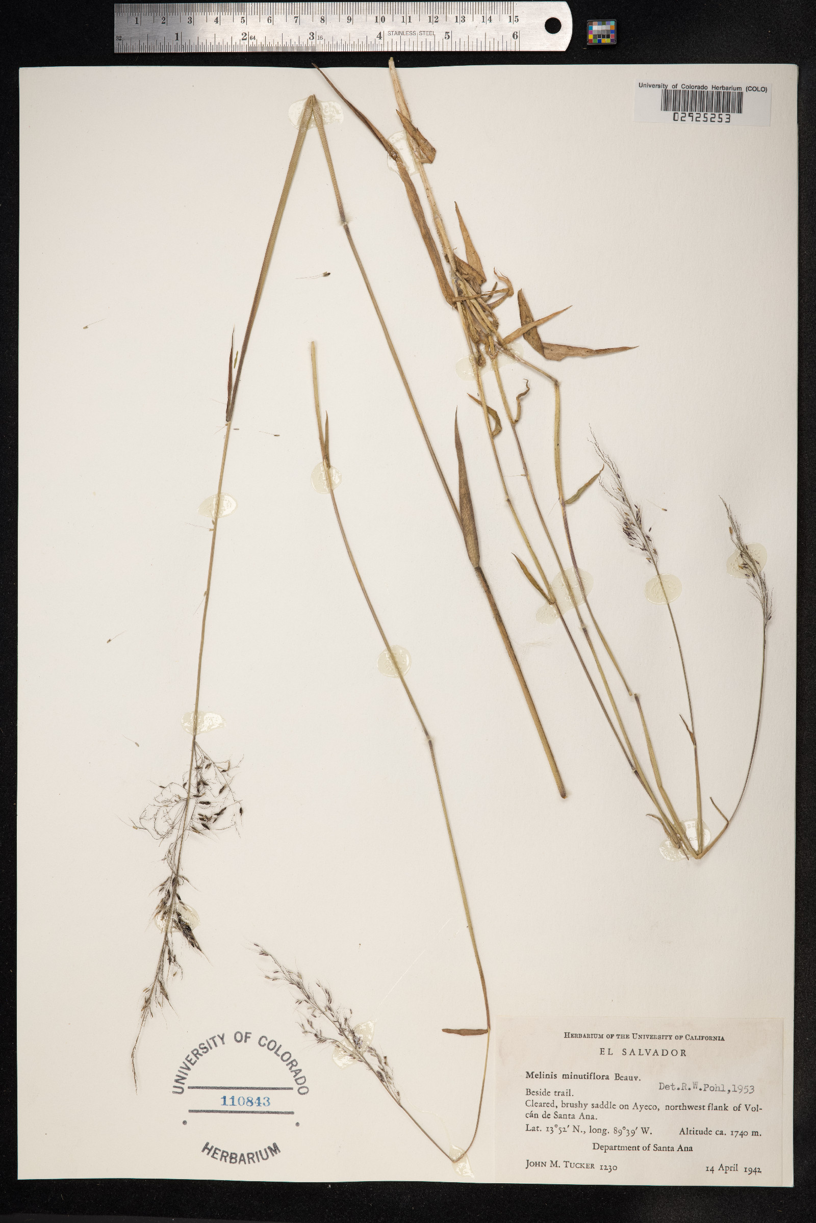 Melinis minutiflora image
