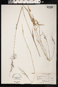 Melinis minutiflora image