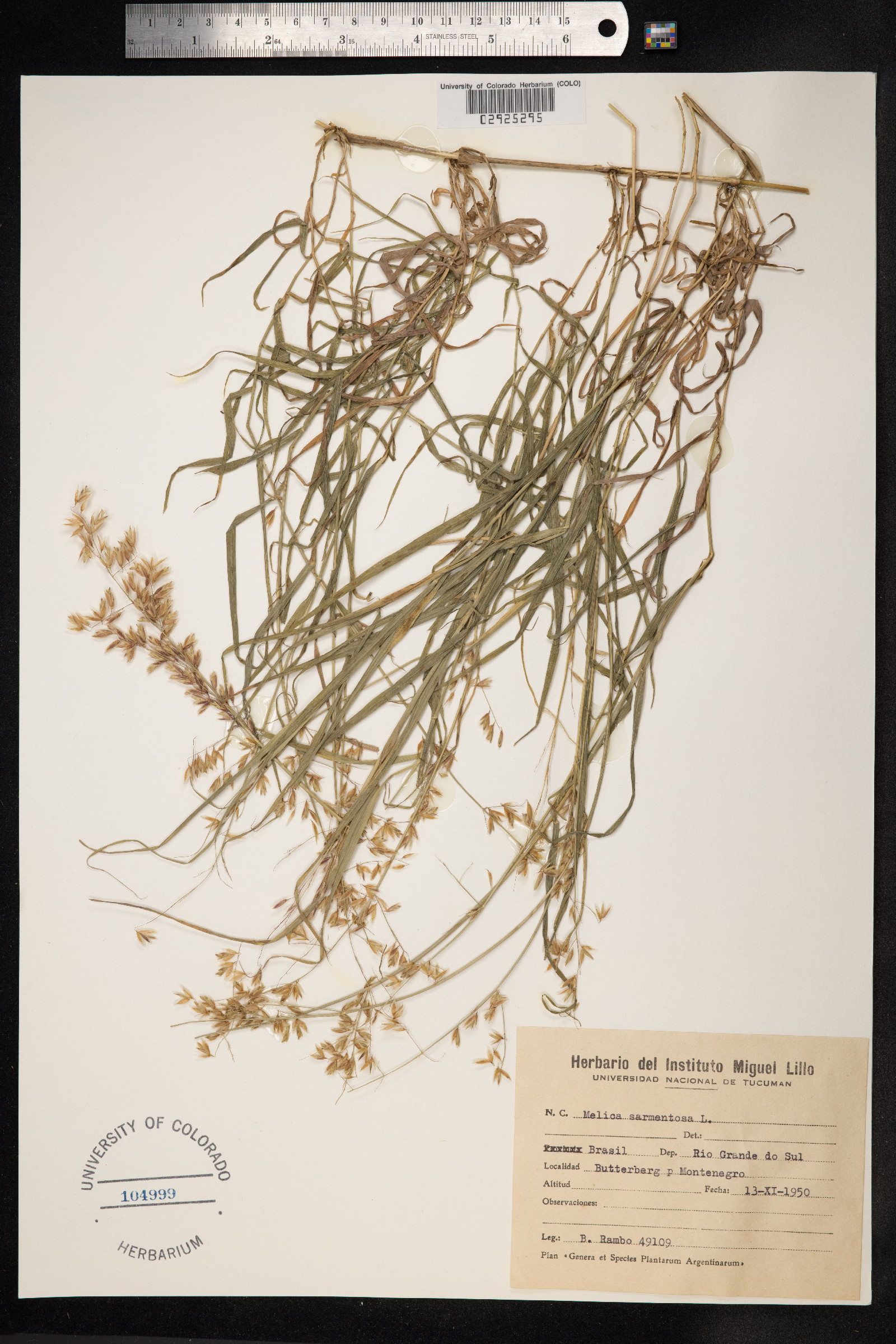 Melica sarmentosa image