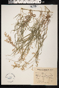 Image of Melica sarmentosa