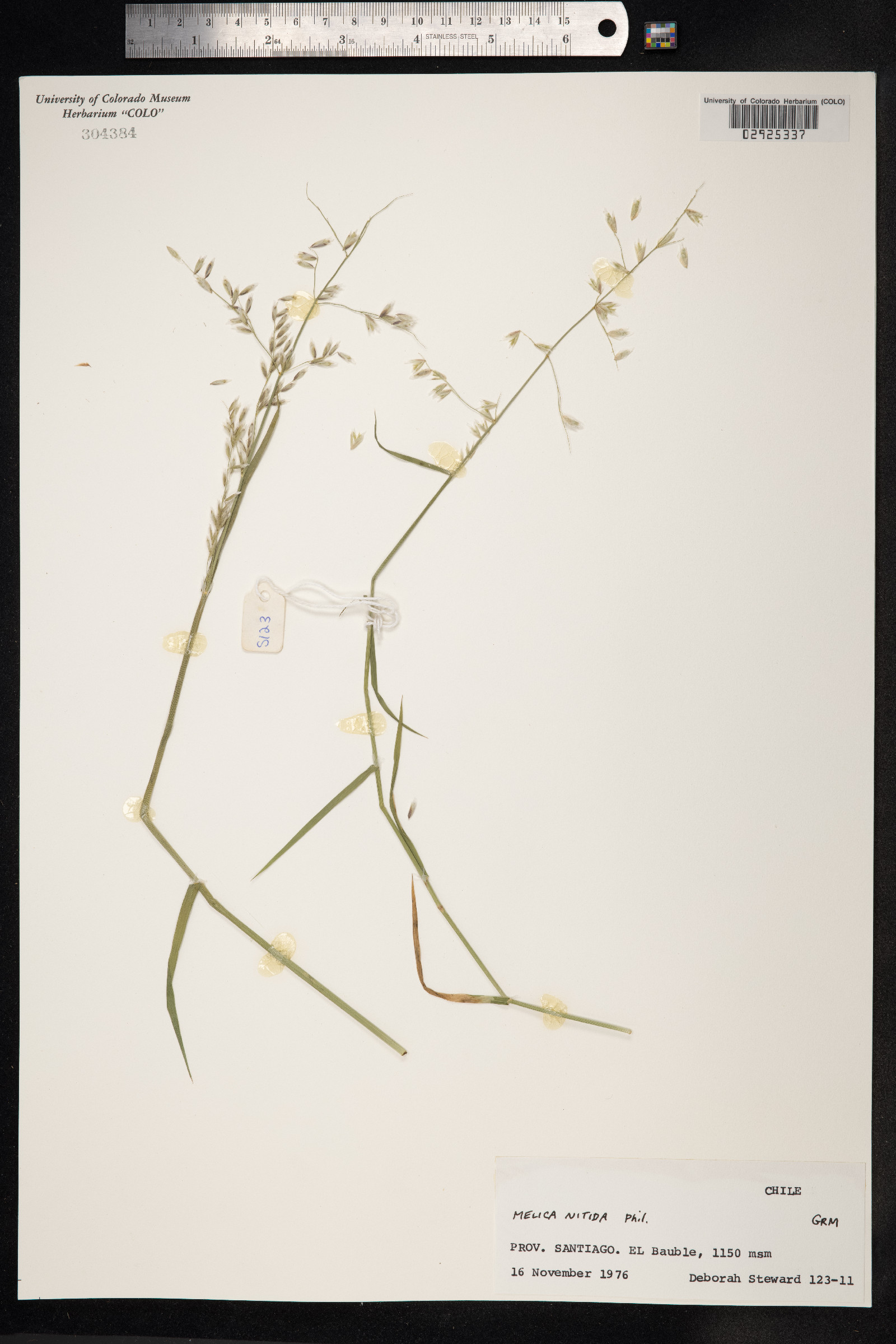 Melica argentata image