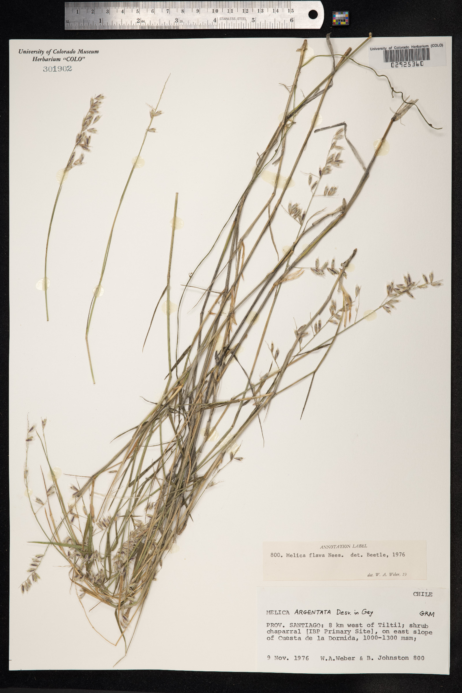 Melica longiflora image