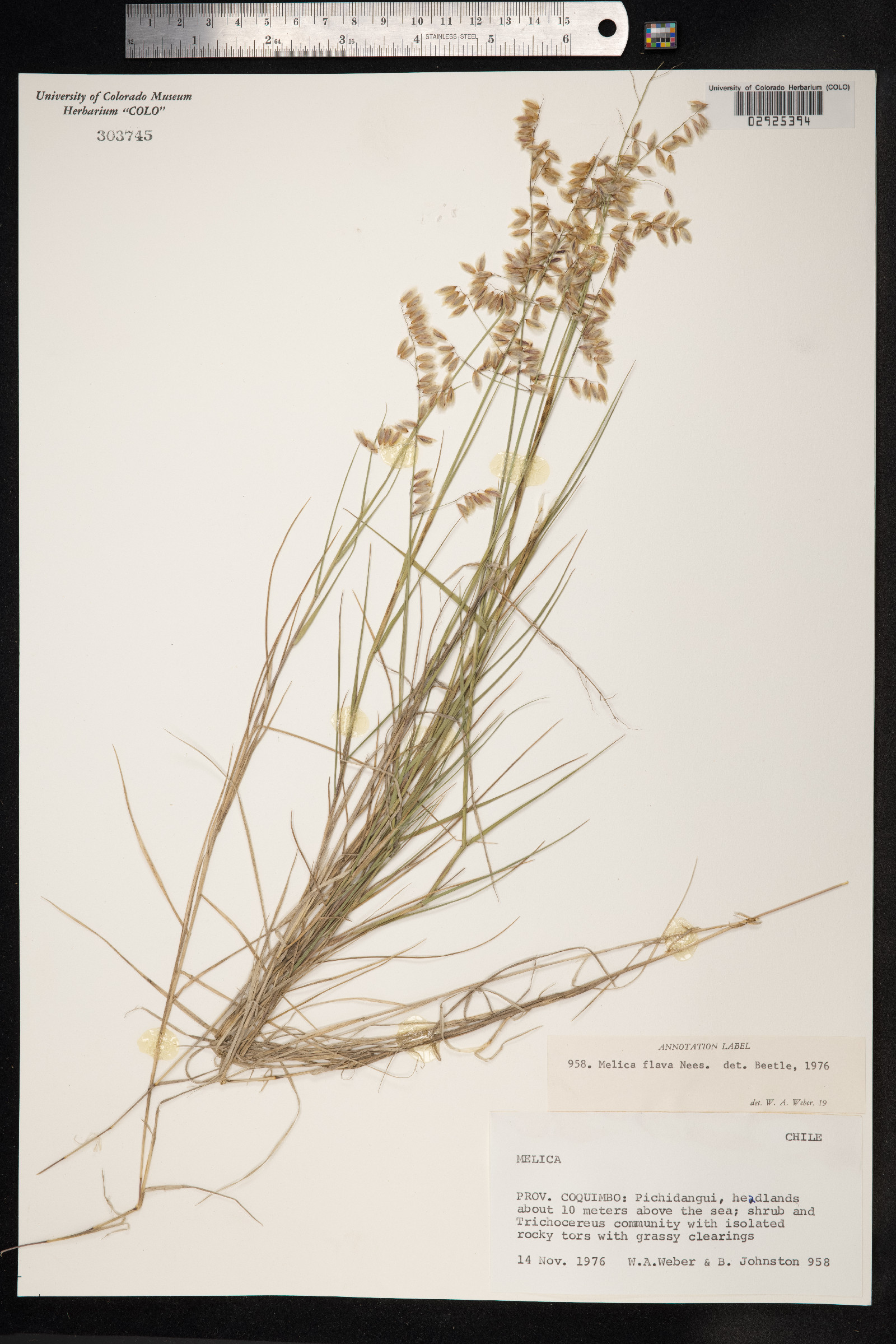 Melica longiflora image