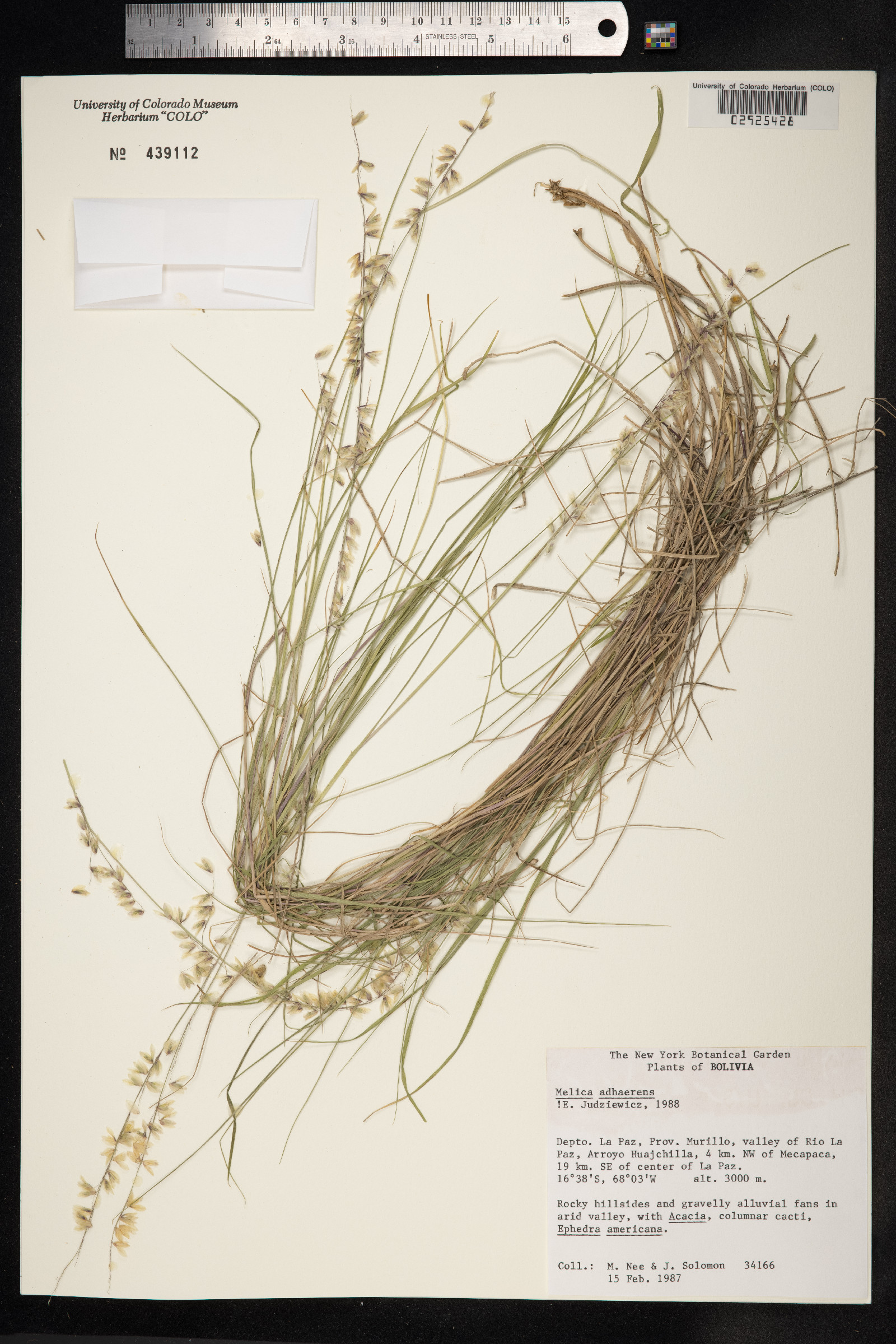 Melica chilensis image