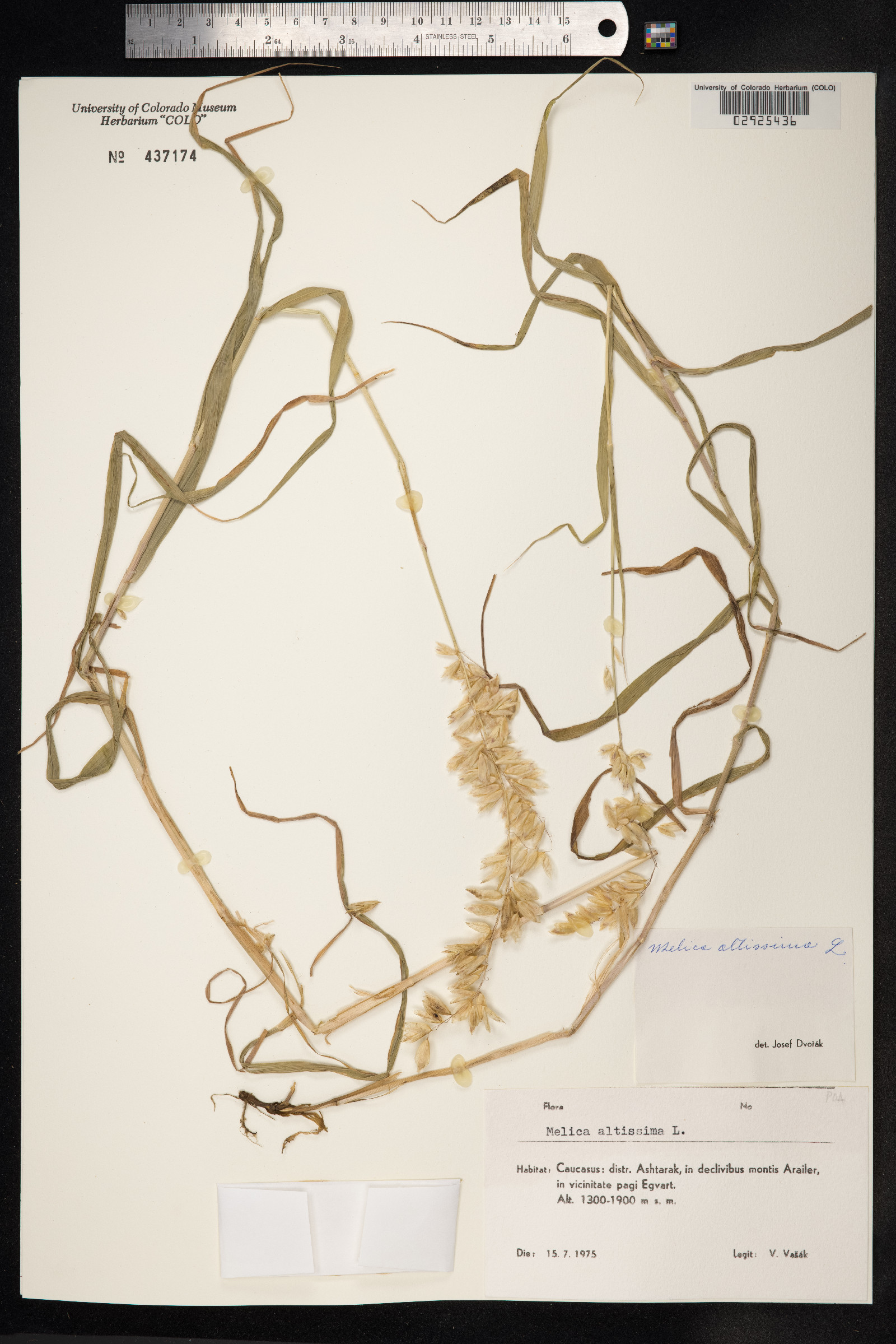Melica altissima image