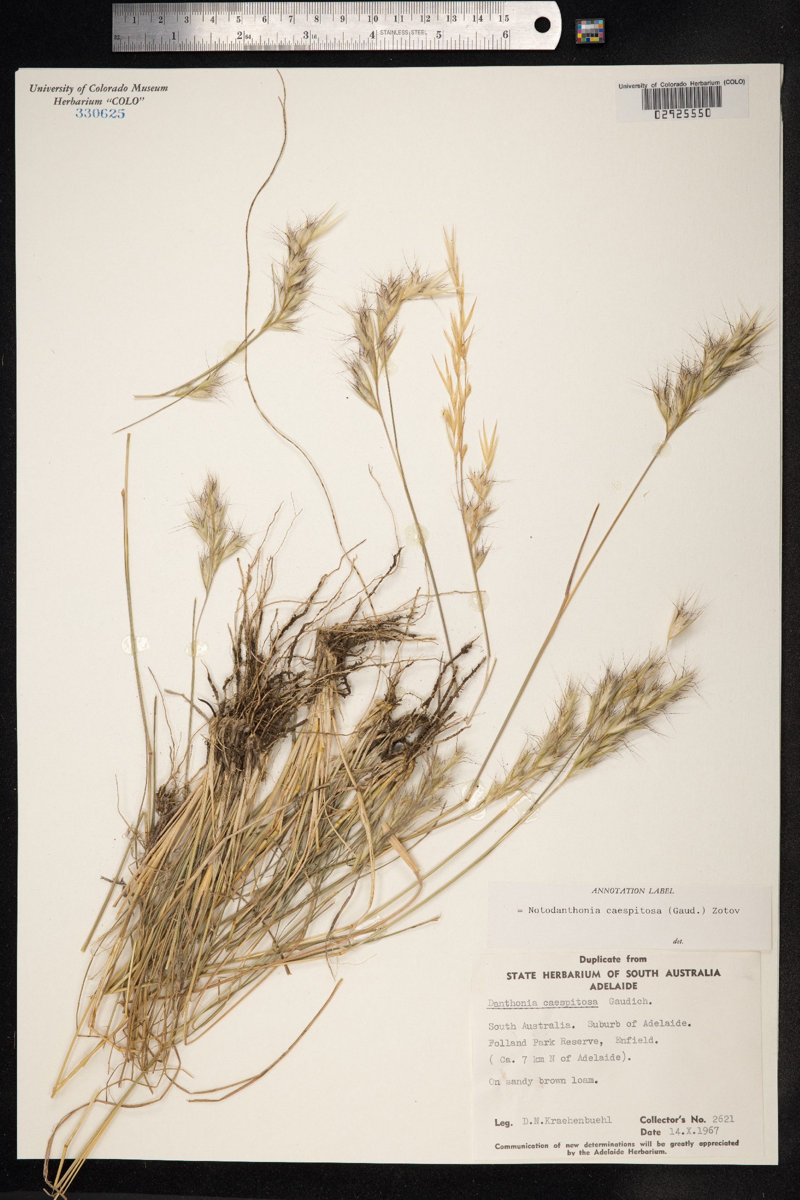 Rytidosperma image