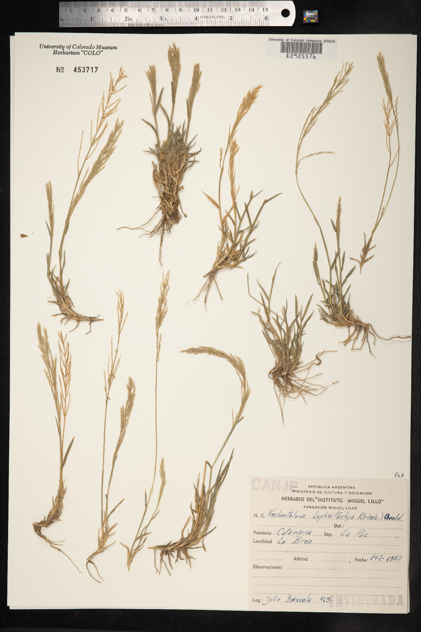 Neobouteloua lophostachya image