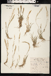 Image of Bouteloua lophostachya