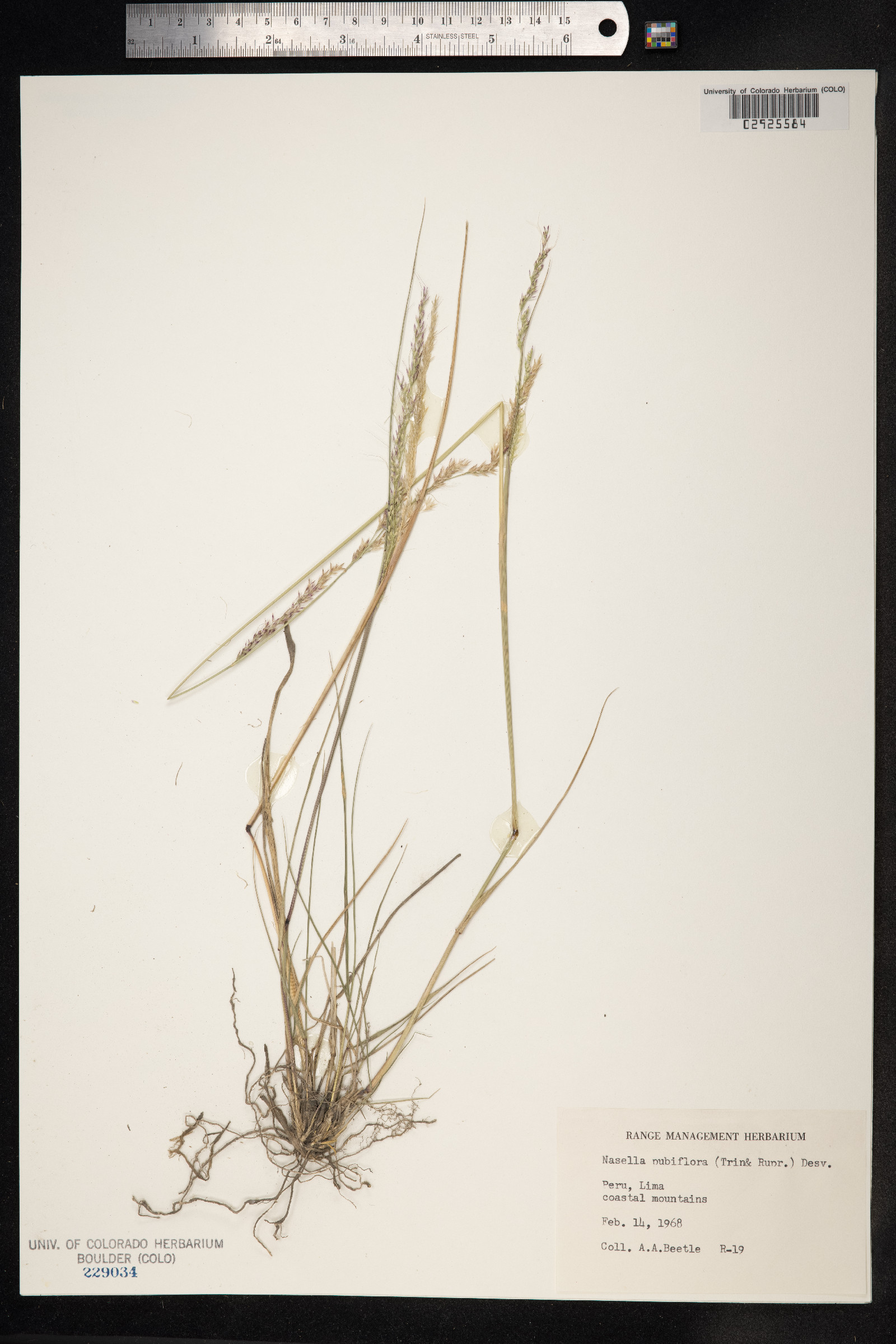 Nassella pubiflora image