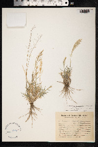 Neobouteloua lophostachya image