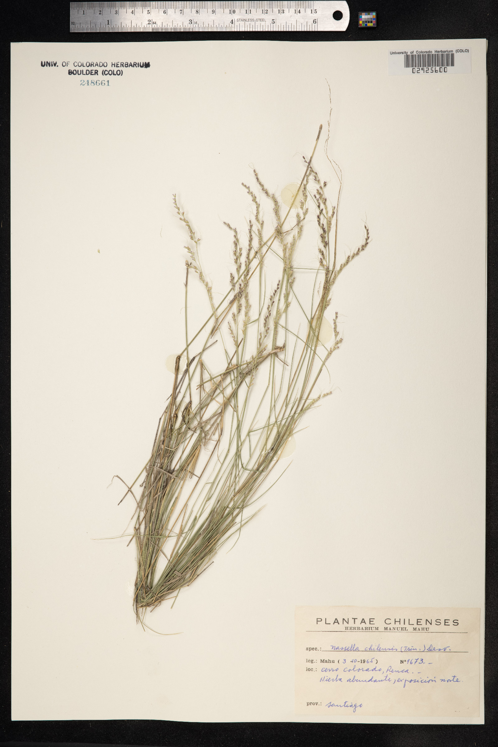 Nassella chilensis image