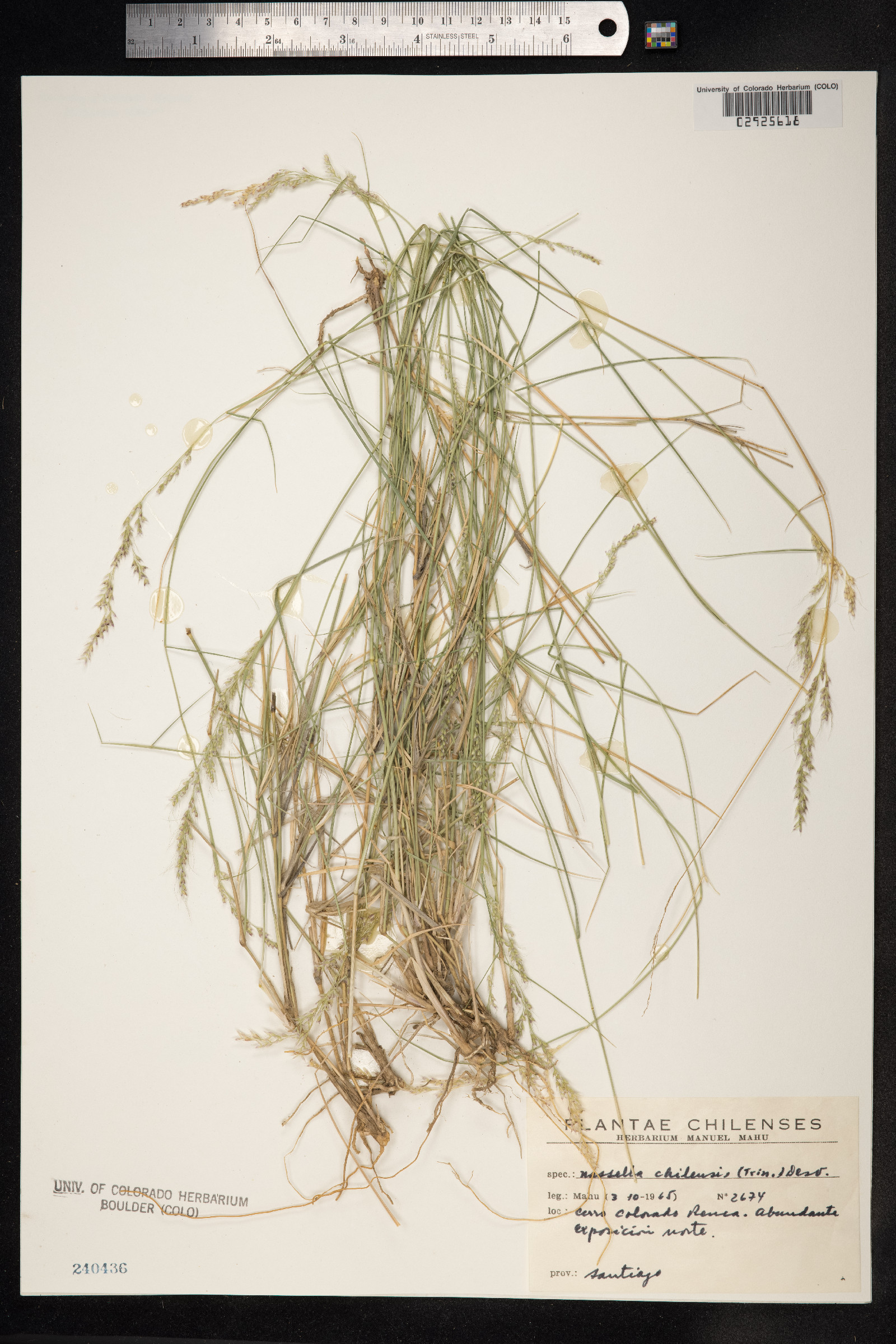 Nassella chilensis image