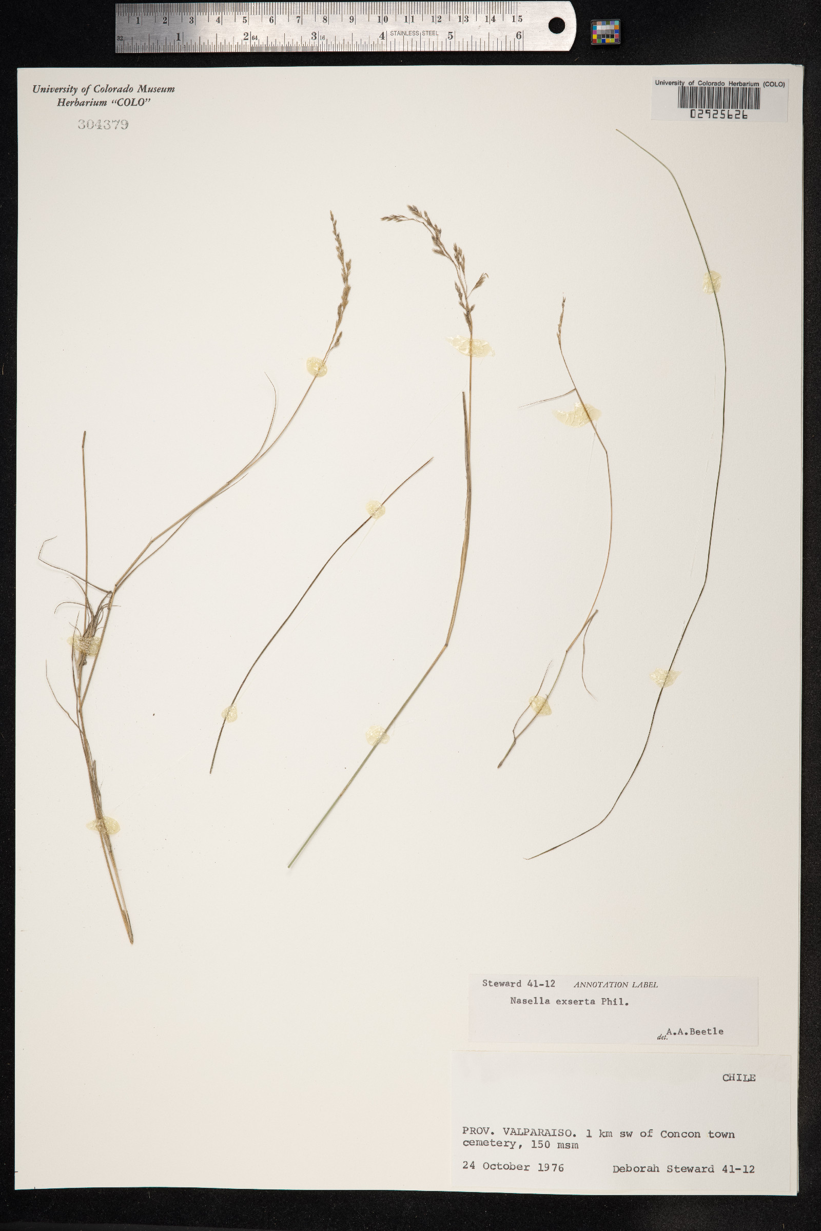 Nassella gigantea image