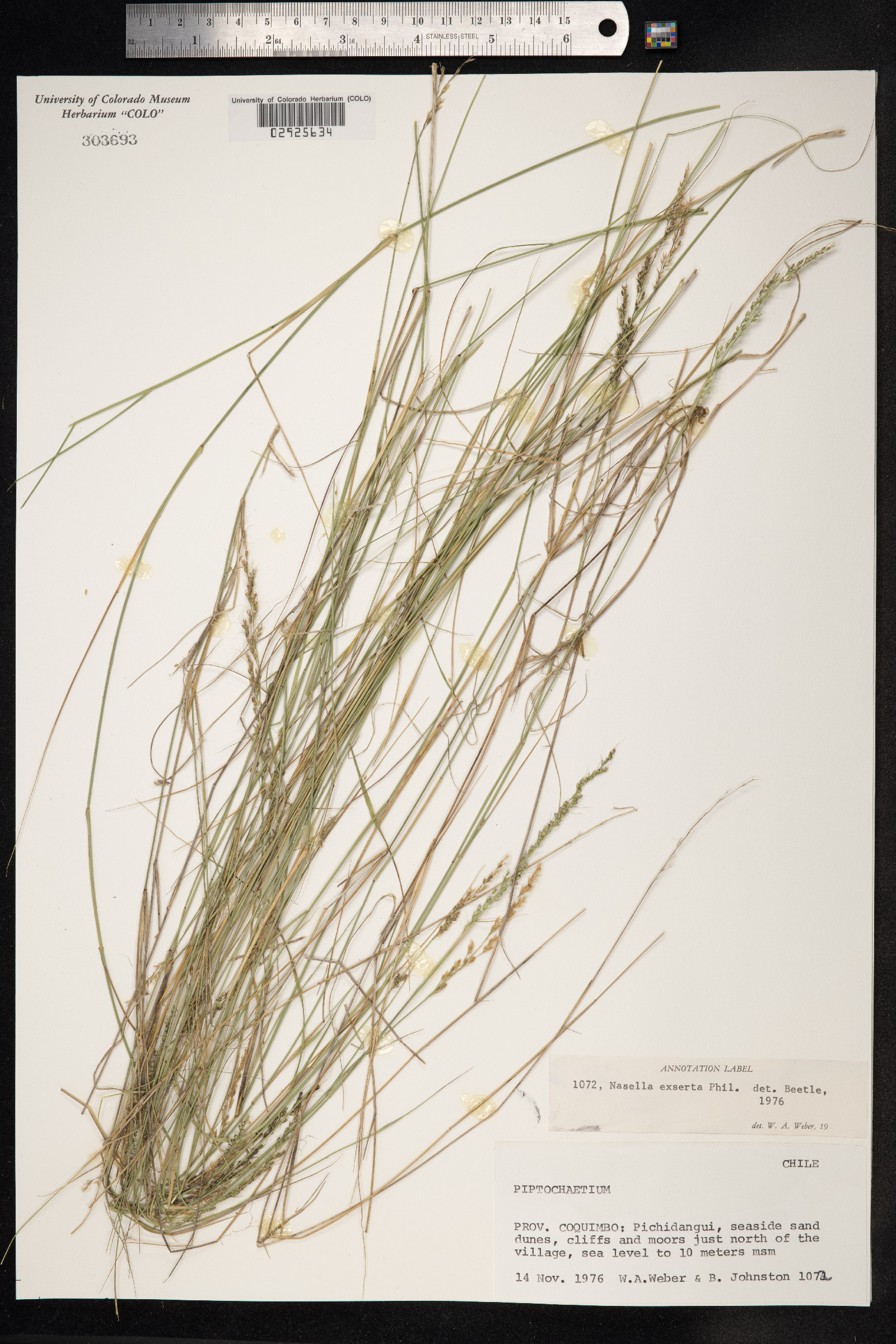 Nassella gigantea image