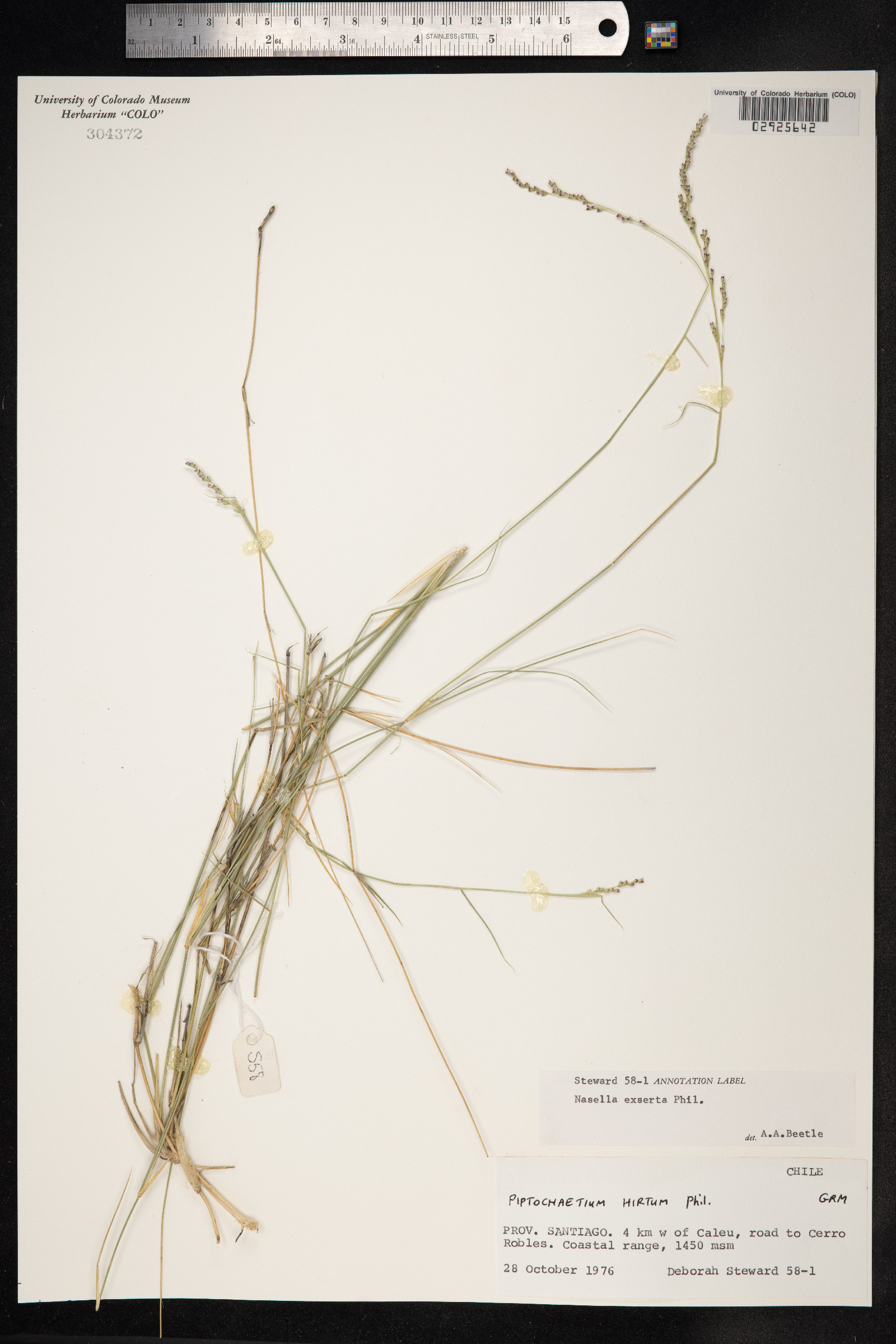 Nassella gigantea image