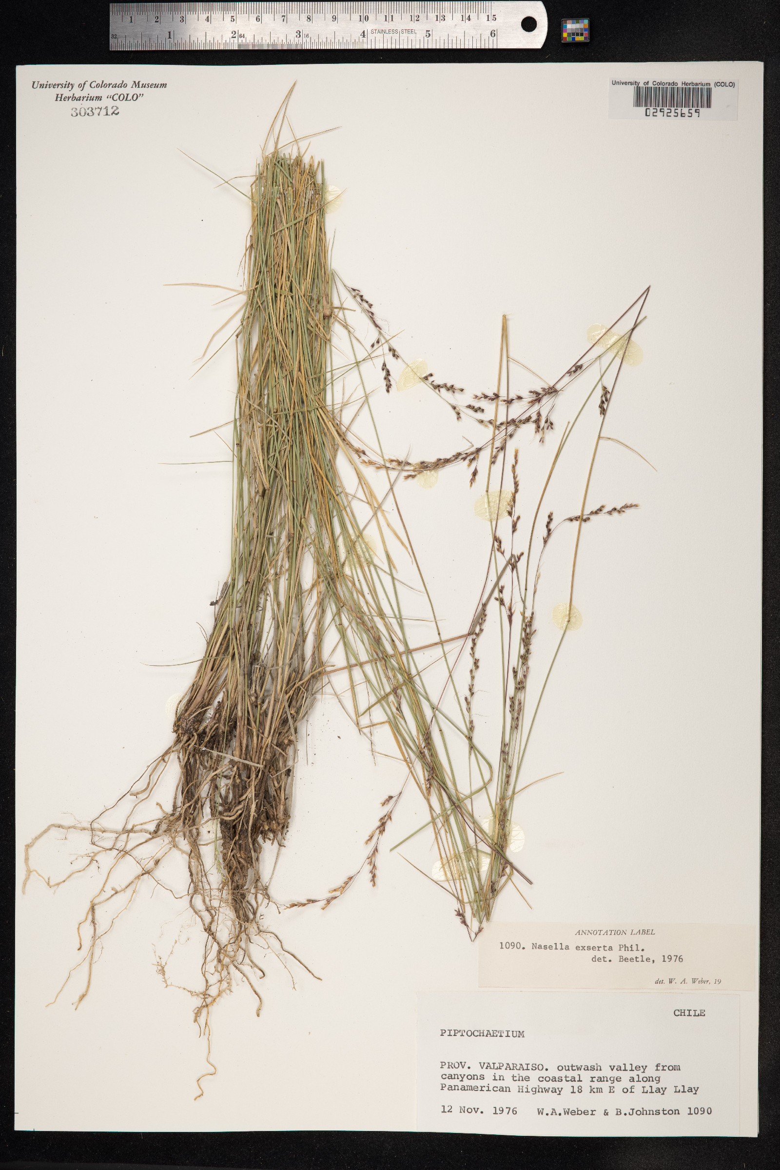 Nassella gigantea image