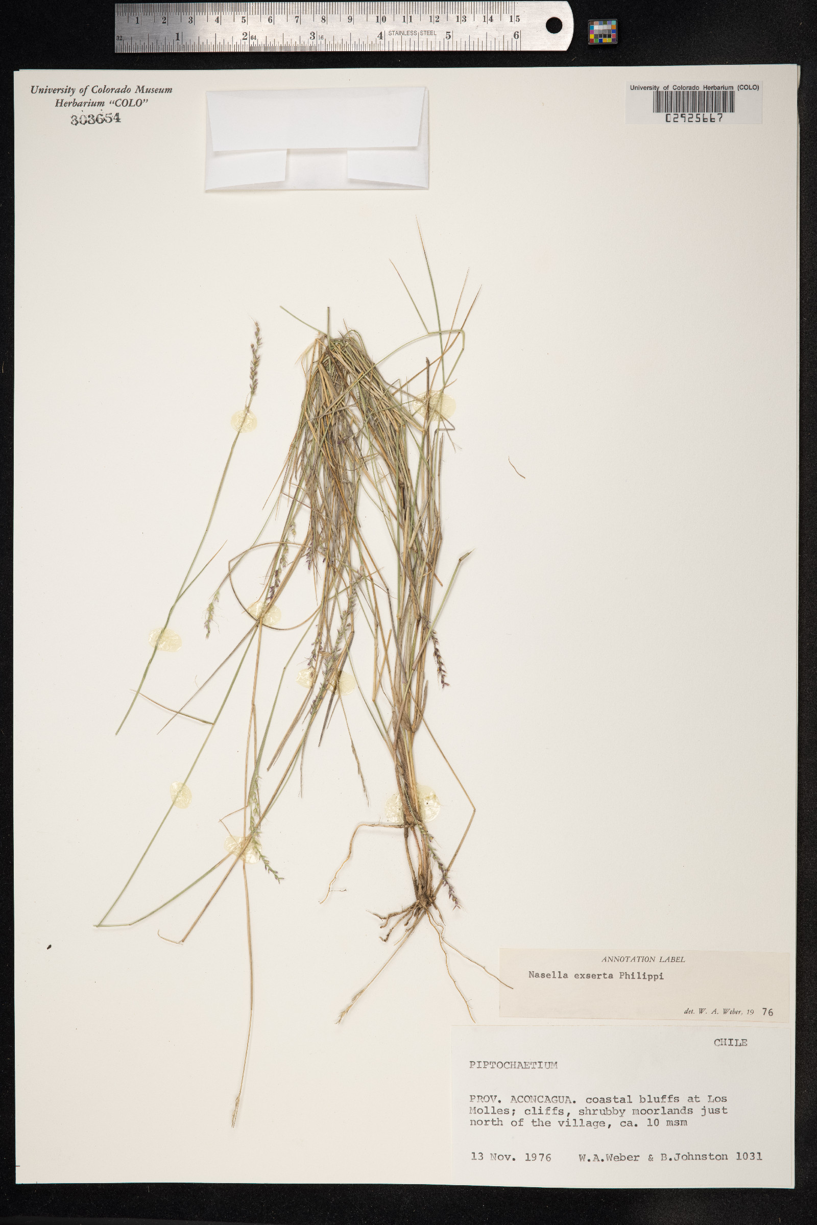 Nassella gigantea image