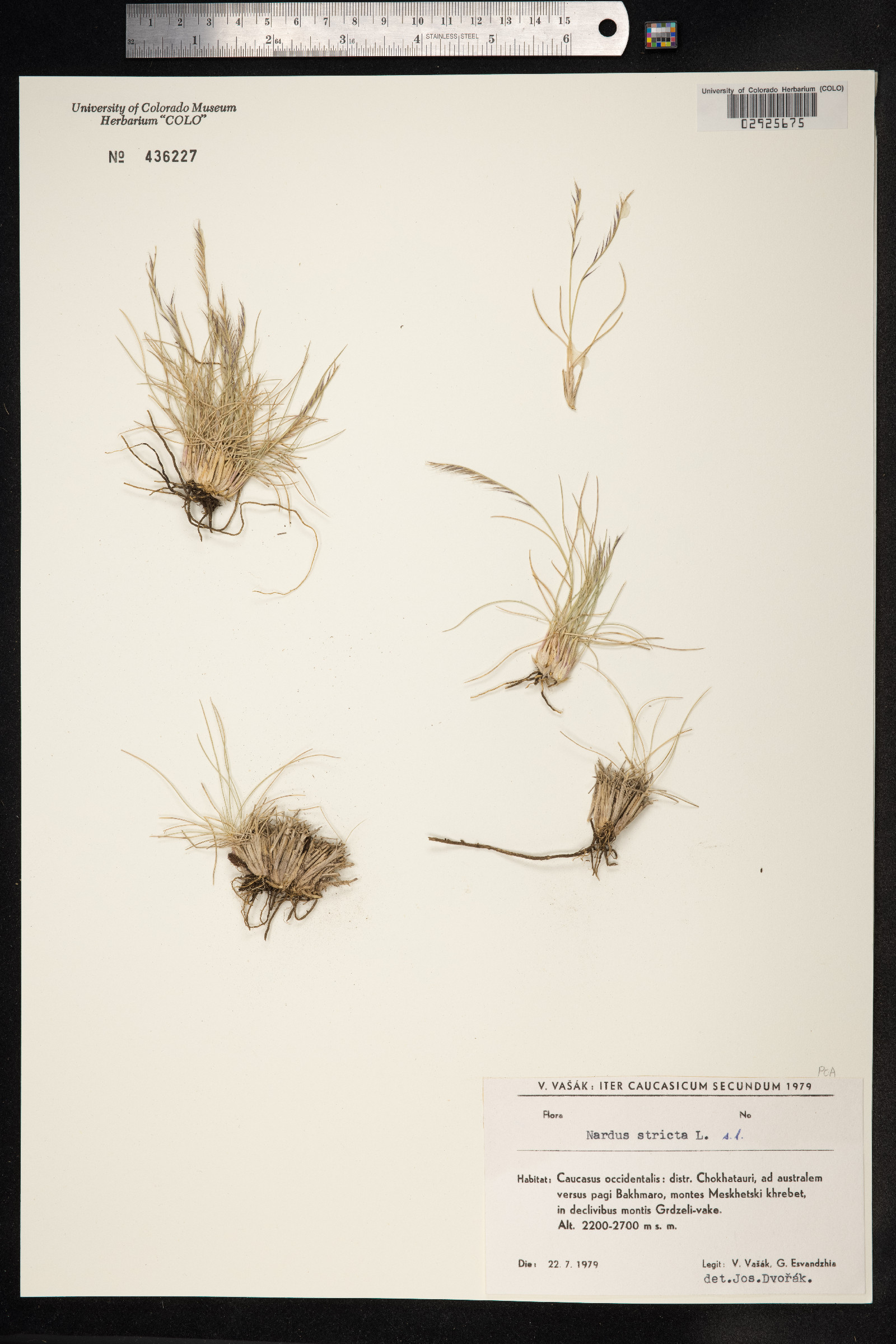 Nardus stricta image