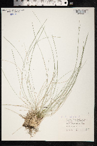 Nardus stricta image