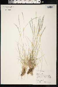 Nardus stricta image