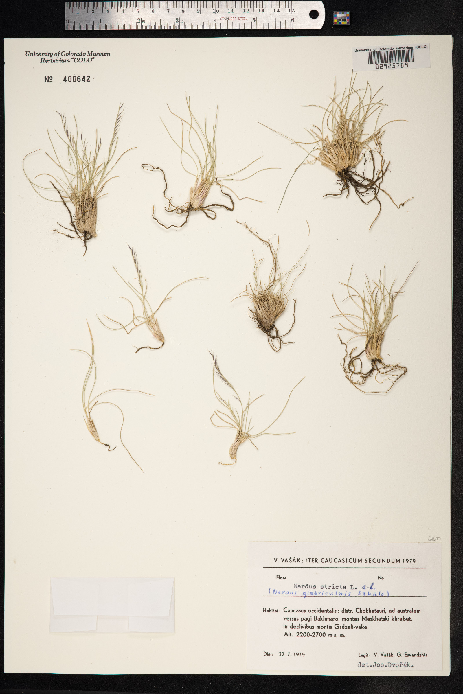 Nardus stricta image