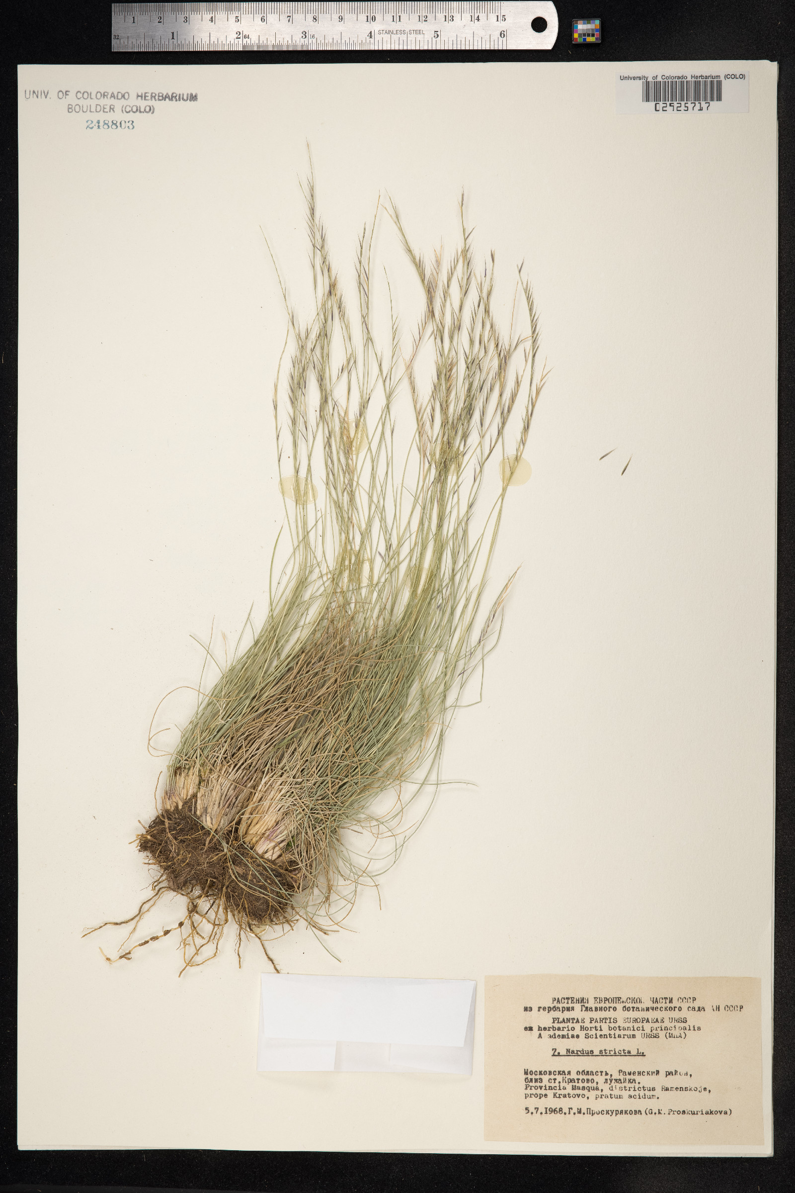 Nardus stricta image
