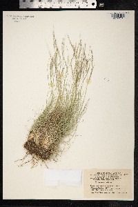 Nardus stricta image