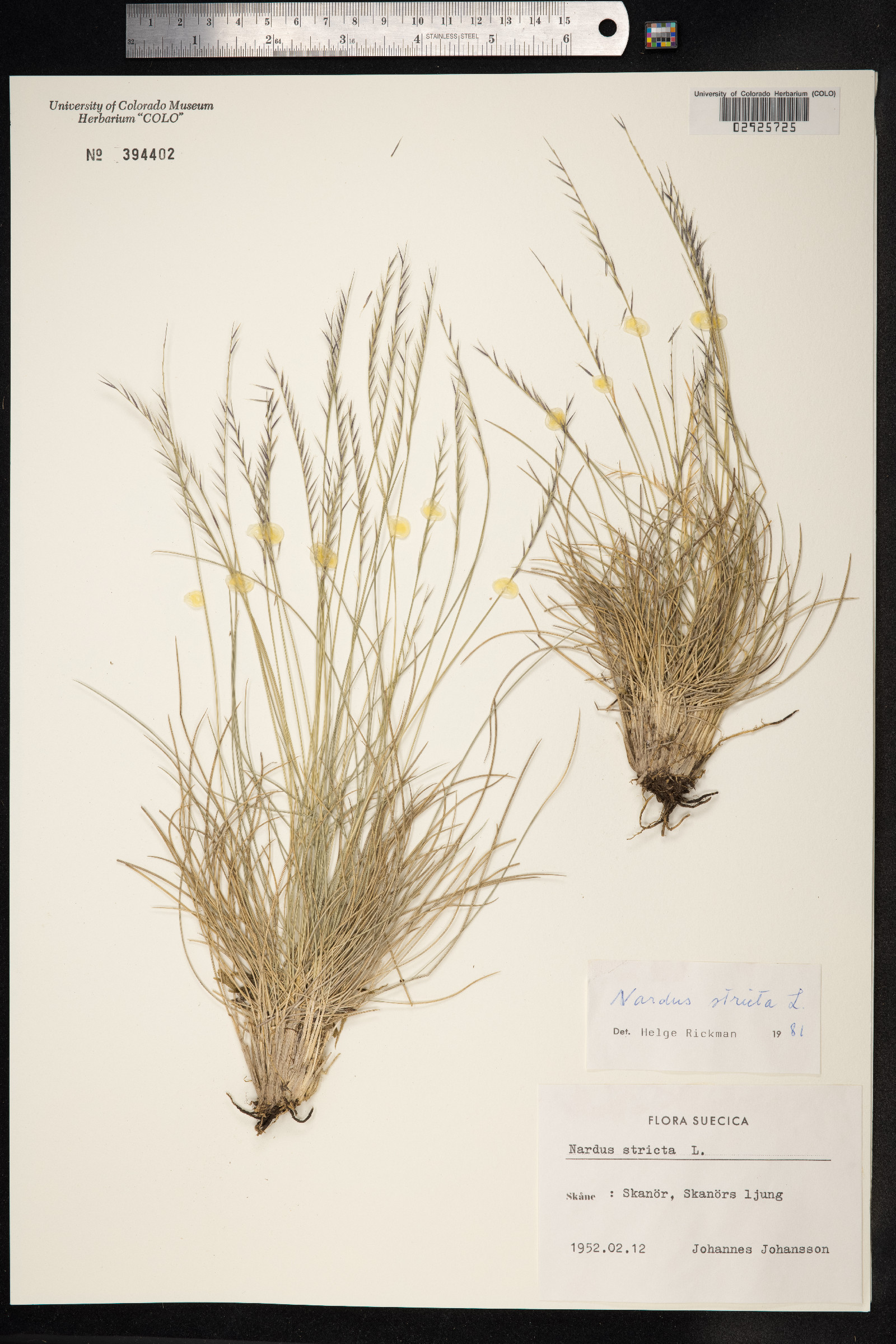 Nardus stricta image