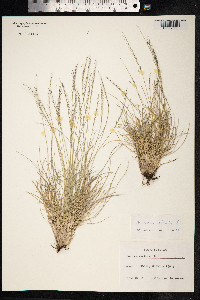 Nardus stricta image