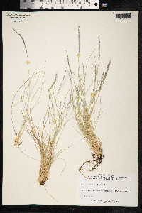Nardus stricta image