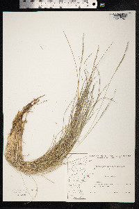 Nardus stricta image