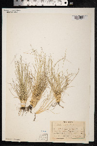 Nardus stricta image