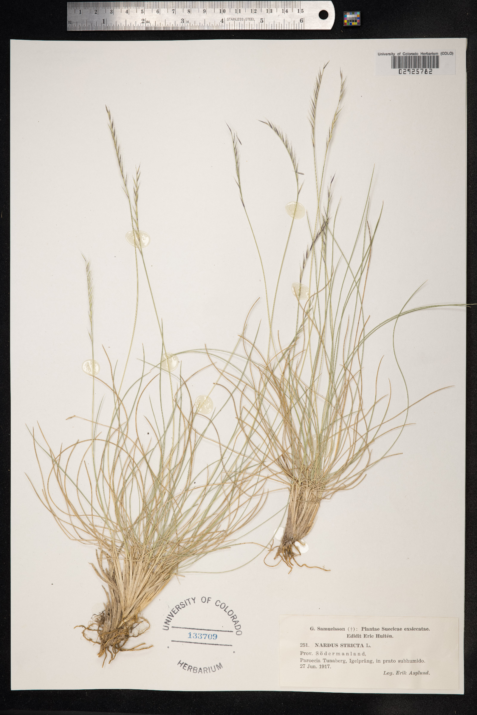 Nardus stricta image