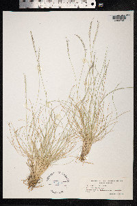 Nardus stricta image