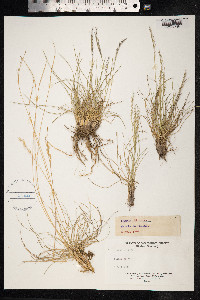 Nardus stricta image