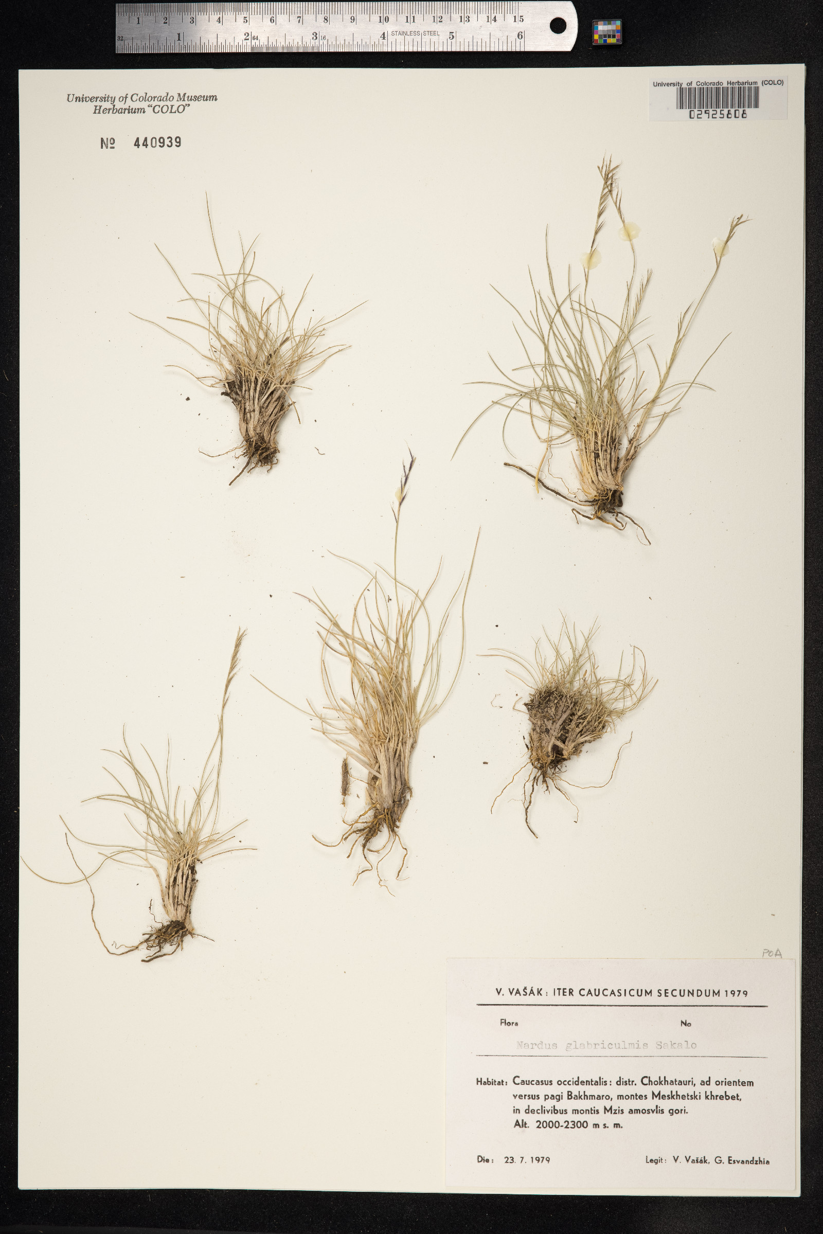 Nardus stricta image