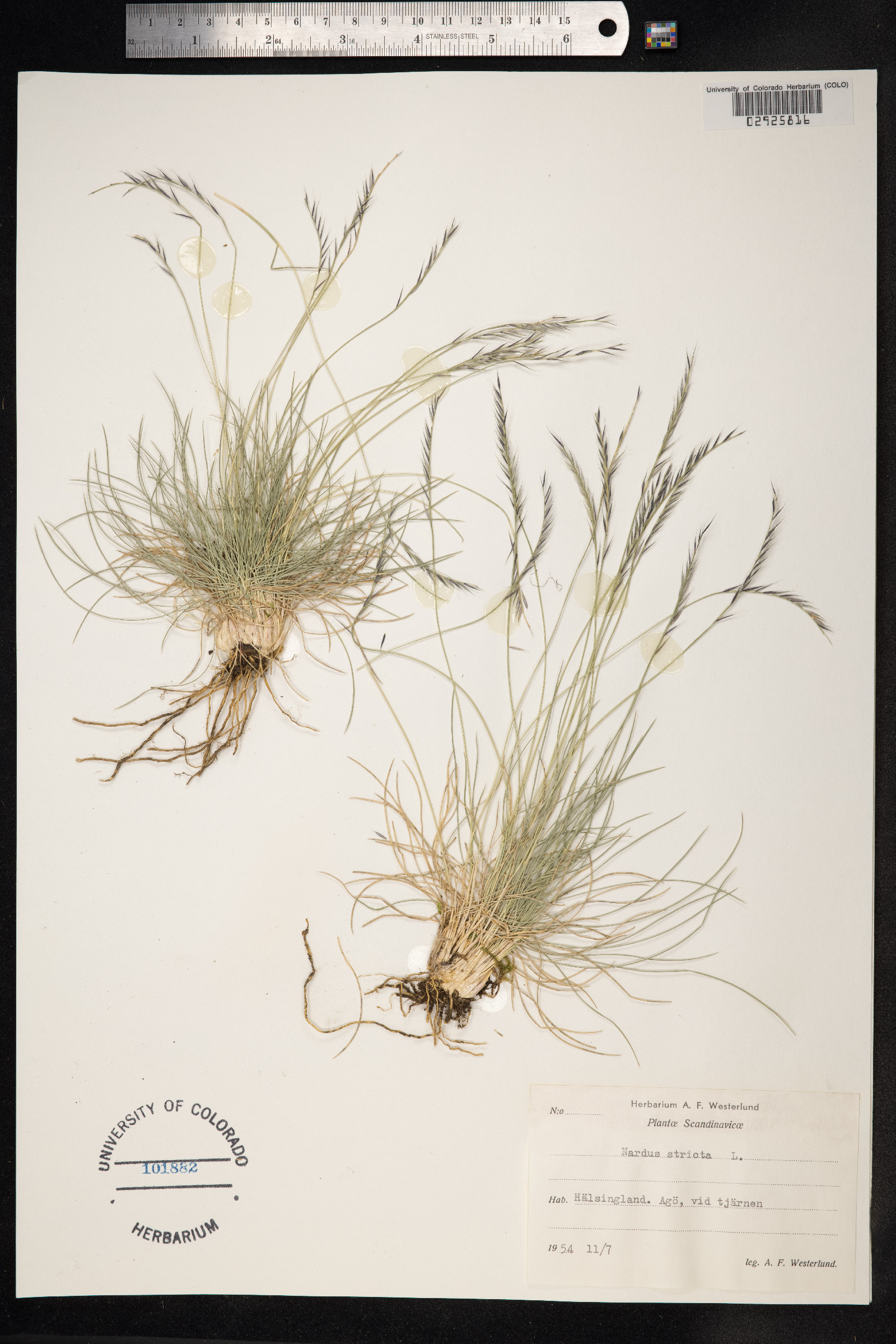 Nardus stricta image