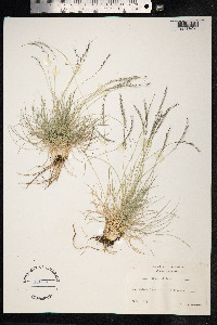 Nardus stricta image