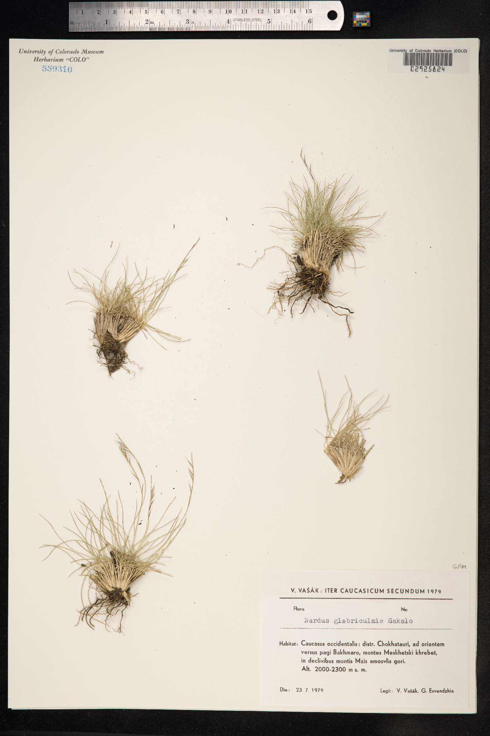 Nardus image