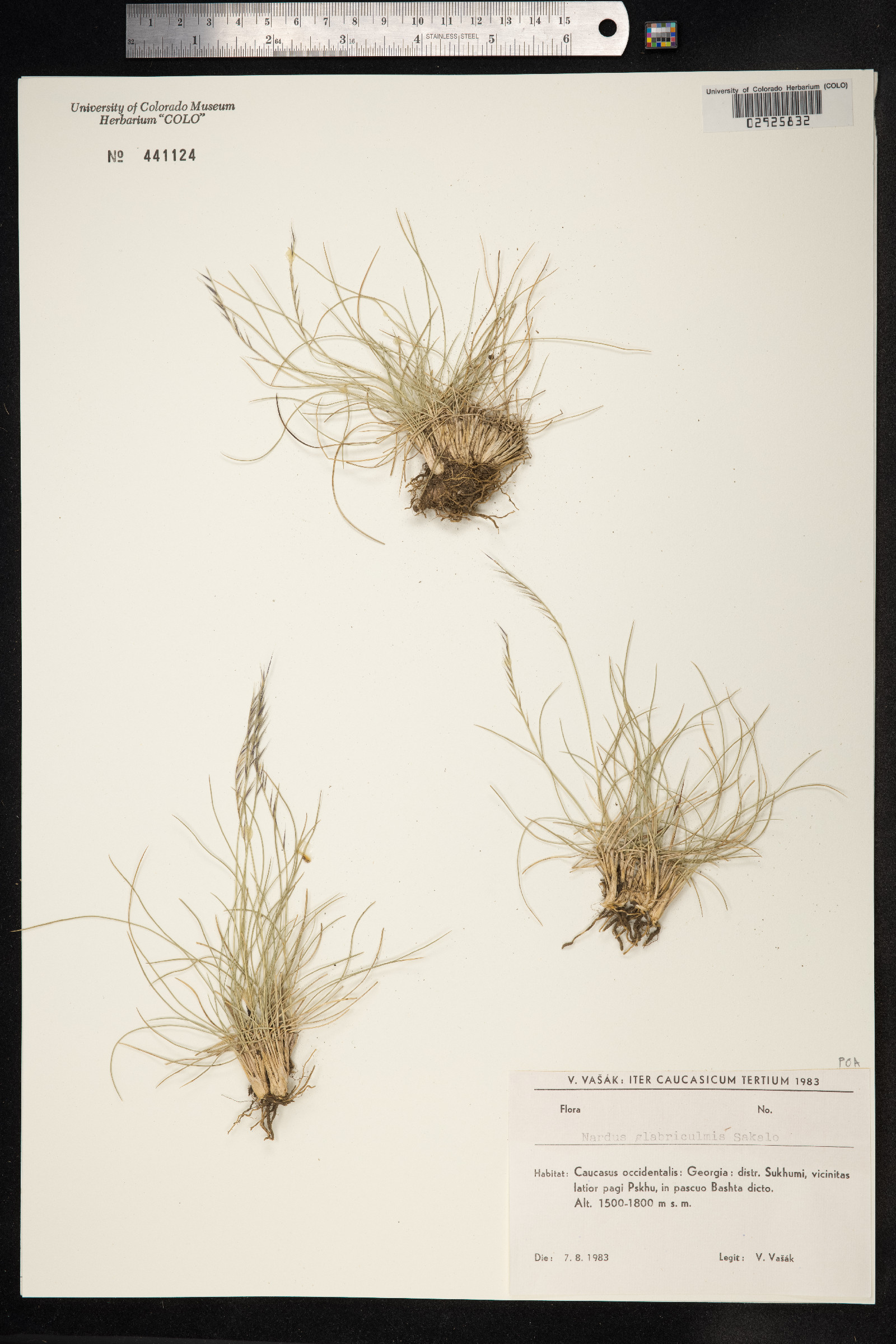 Nardus stricta image