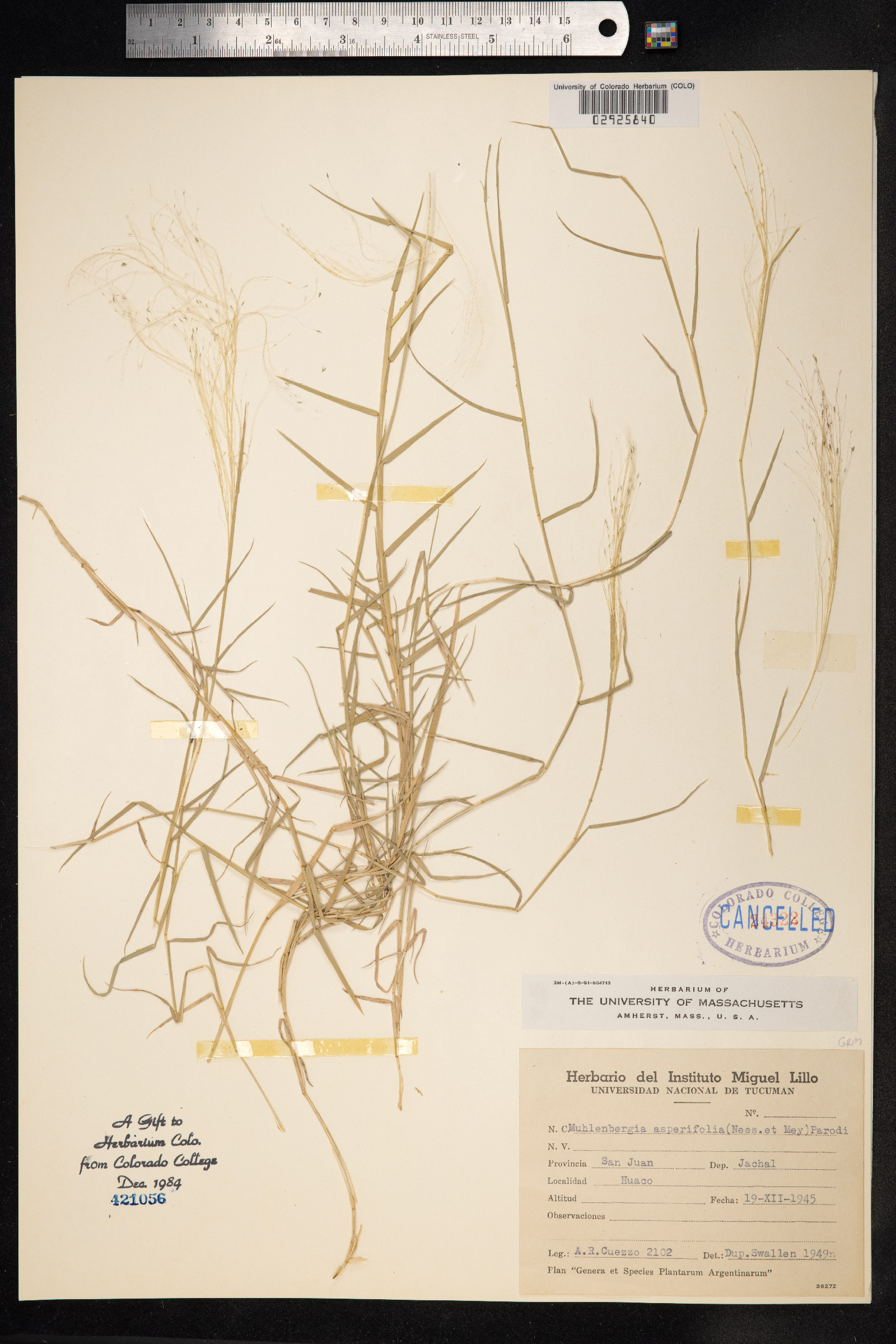 Muhlenbergia asperifolia image