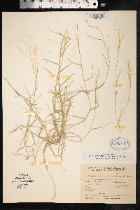 Muhlenbergia asperifolia image