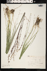 Molinia caerulea image