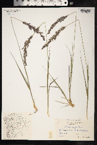Molinia caerulea image