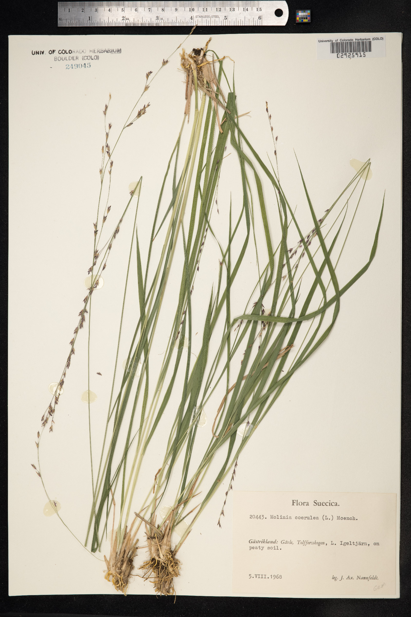 Molinia caerulea image